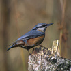 Eurasian Nuthatch
